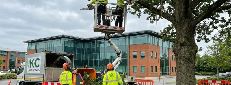 Commercial tree removal in Cheshire