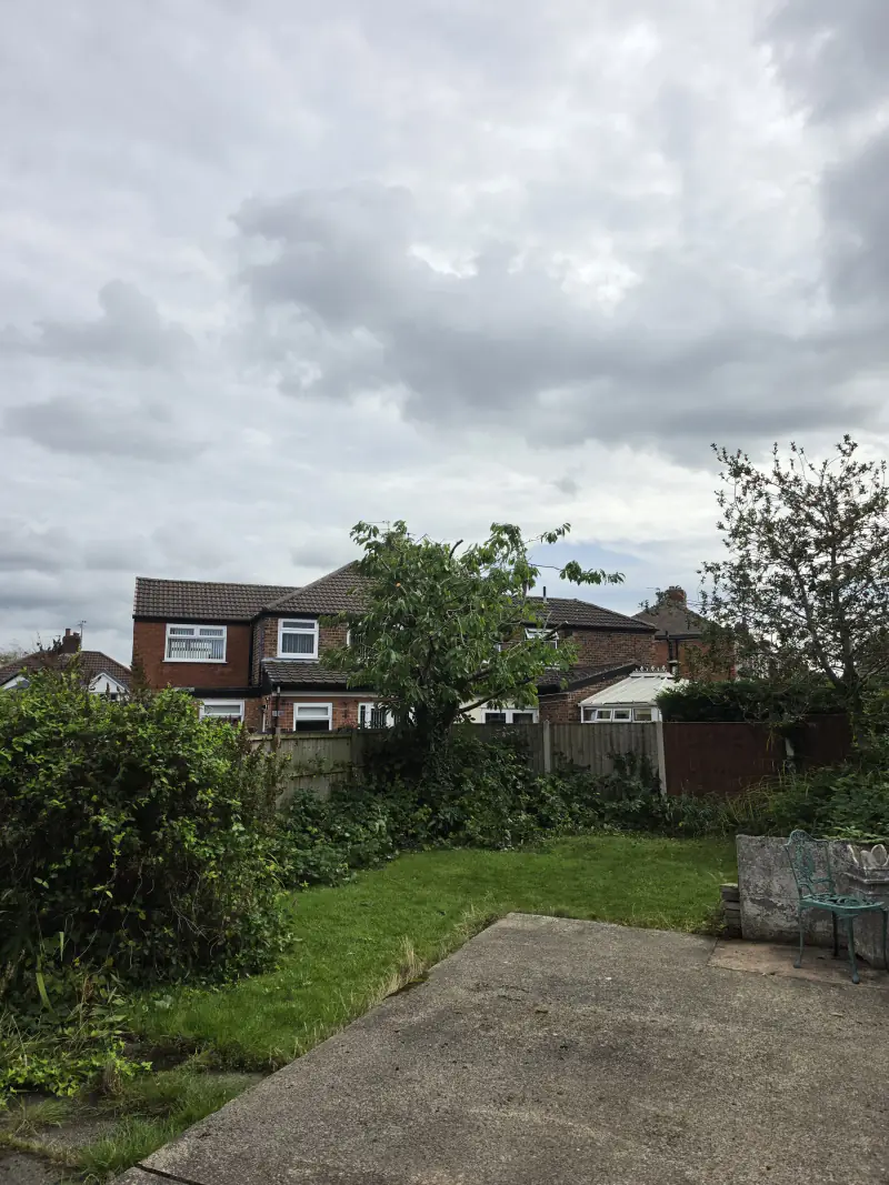 Reduced cherry tree seen from the garden, now clear of the neighbouring roofs