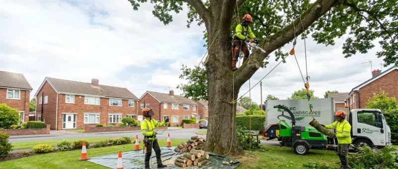 Residential tree surgery services in Warrington
