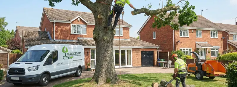 Tree removal in the Frodsham and Cheshire area