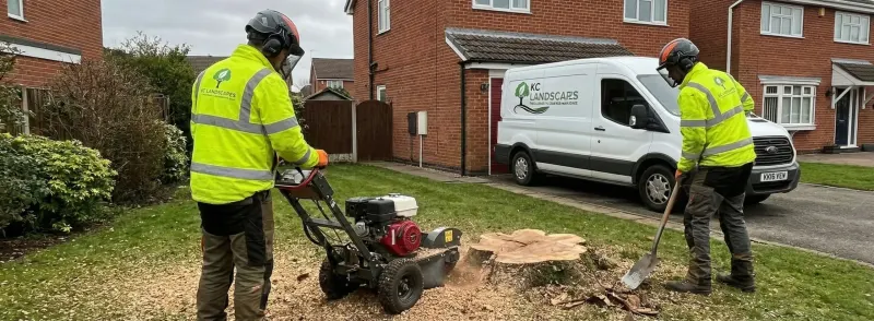 Stump grinding after tree removal near Frodsham, Cheshire