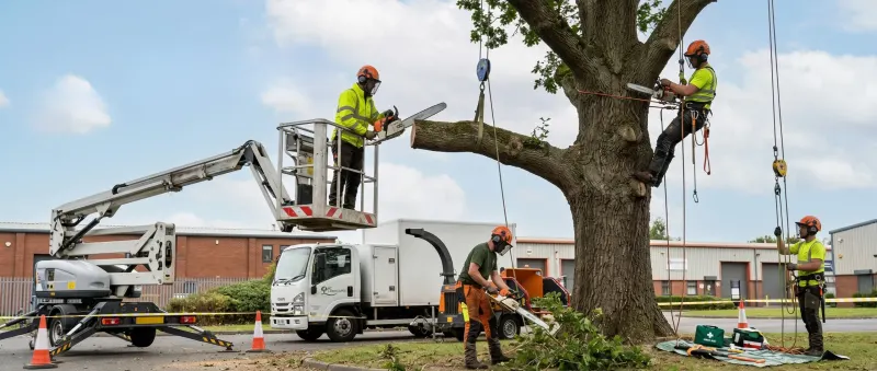 Commercial tree surgery in Warrington